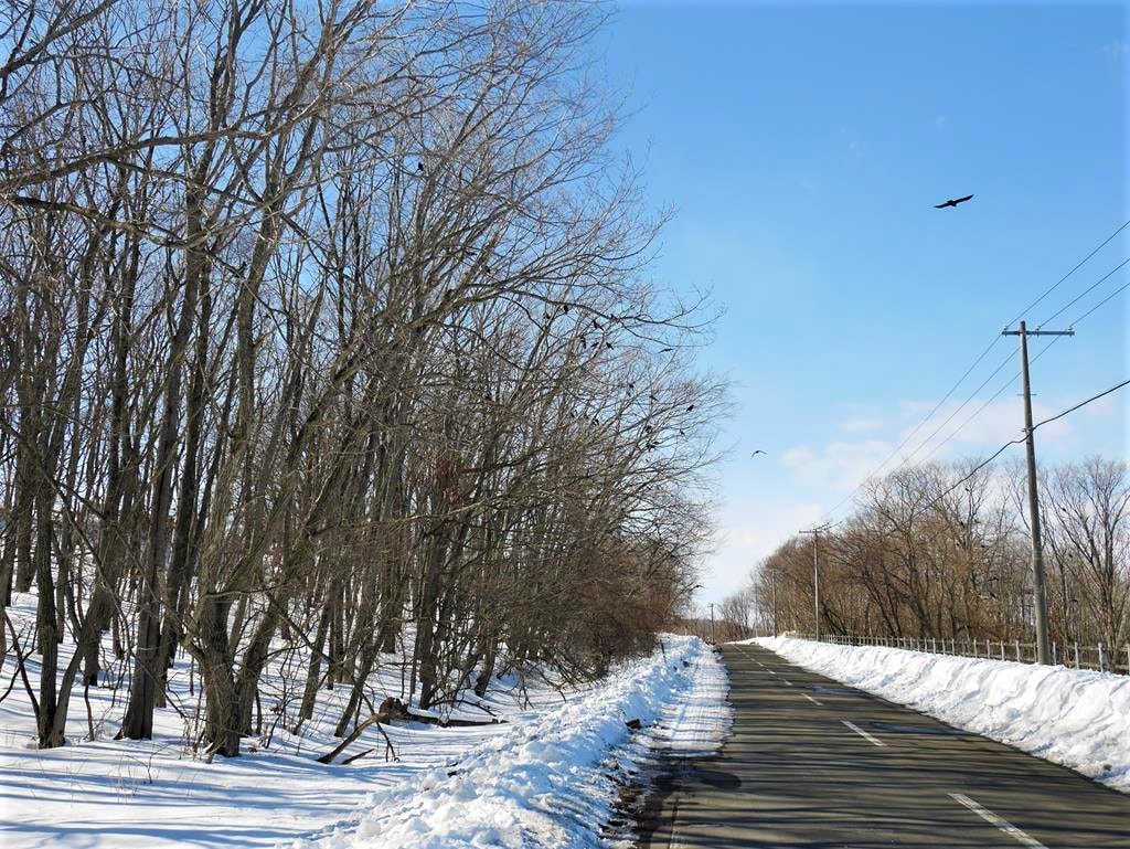 北海道雪地自駕