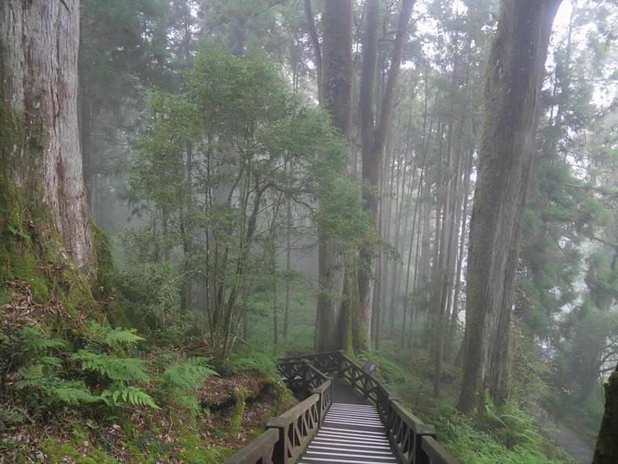雲霧中的巨木棧道