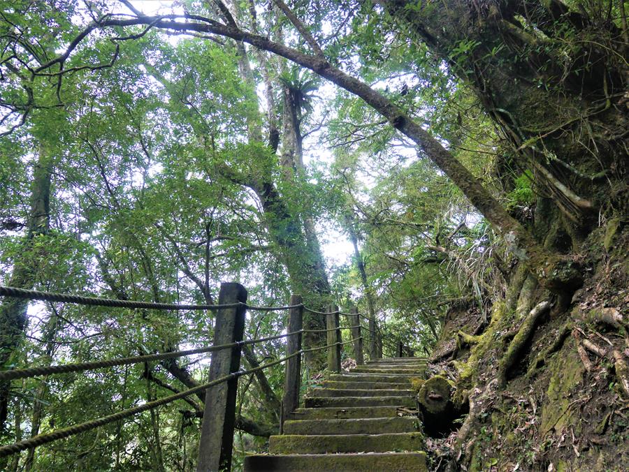 台灣杜鵑森林步道