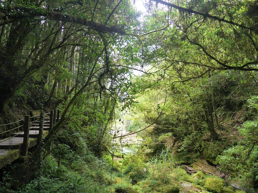 樂山步道森林景