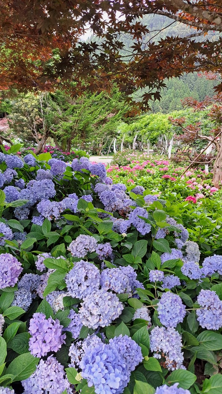 杉林溪繡球花季2