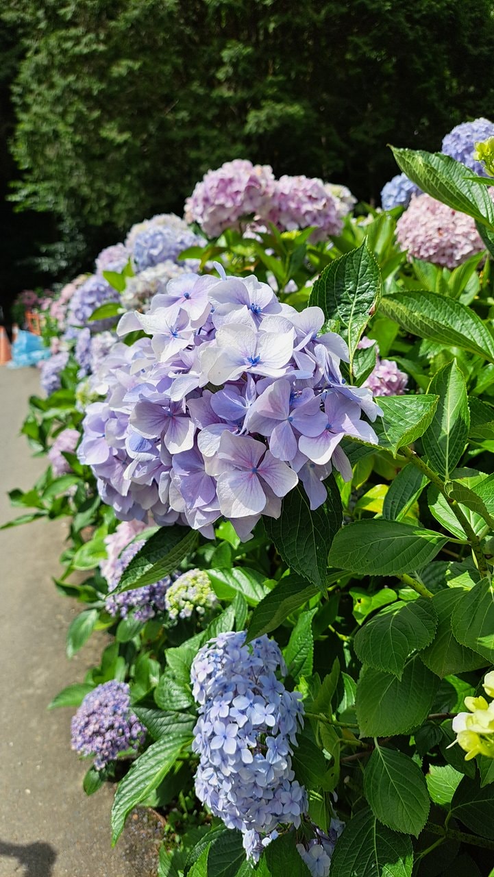 杉林溪繡球花季3