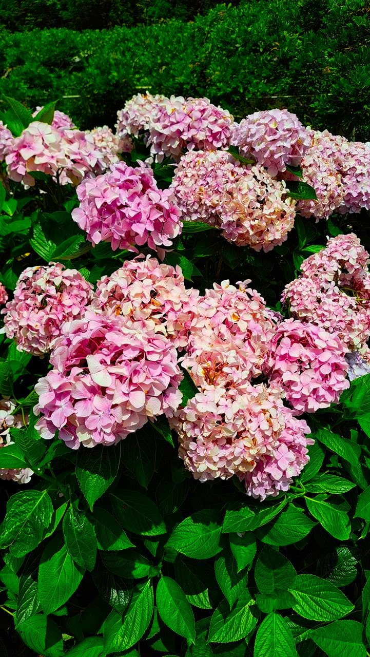 杉林溪繡球花季7