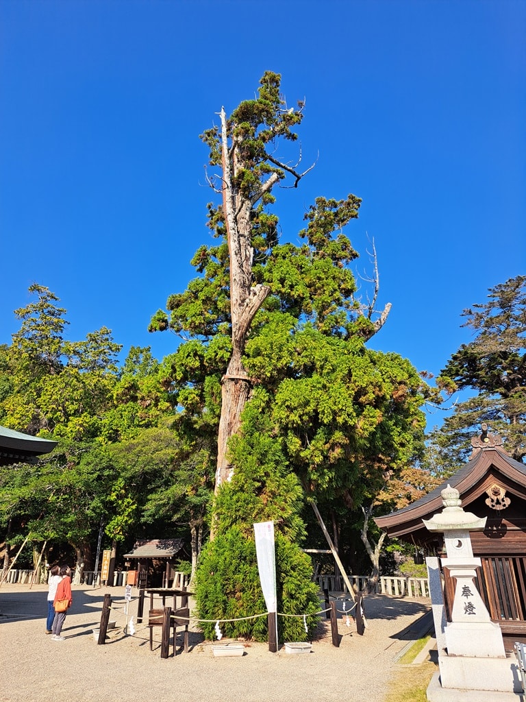 【岡山】吉備津神社、吉備津彥神社-兩大桃太郎神社半日遊 - 第27張圖 平安杉