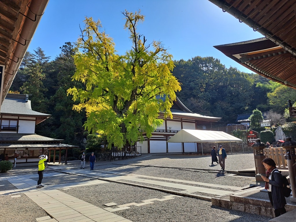 【岡山】吉備津神社、吉備津彥神社-兩大桃太郎神社半日遊 - 第54張圖 大銀杏樹