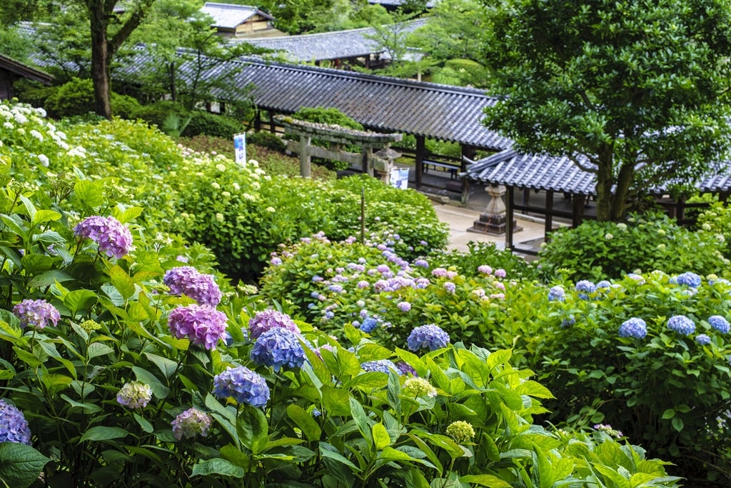 【岡山】吉備津神社、吉備津彥神社-兩大桃太郎神社半日遊 - 第67張圖 吉備津神社紫陽花滿開