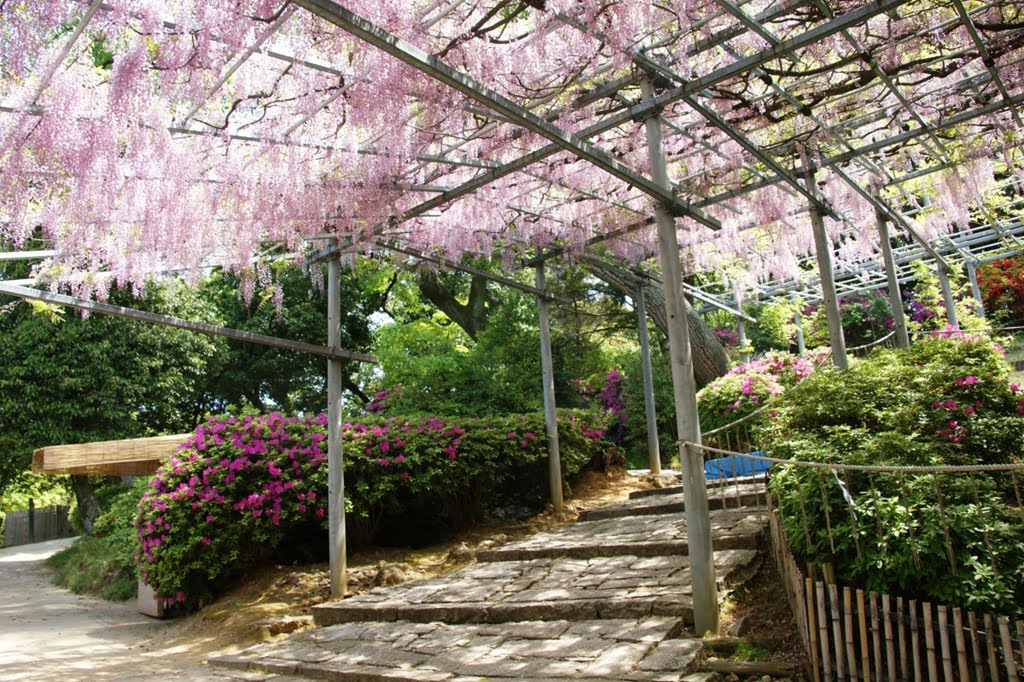 【岡山】倉敷美觀地區半日遊-楊柳、白壁藏與倉敷川遊船 - 第23張圖 阿知之藤
