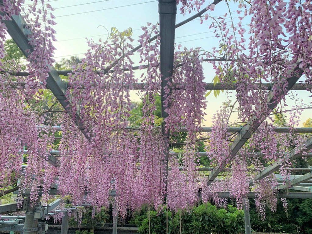 【岡山】倉敷美觀地區半日遊-楊柳、白壁藏與倉敷川遊船 - 第24張圖 阿知之藤
