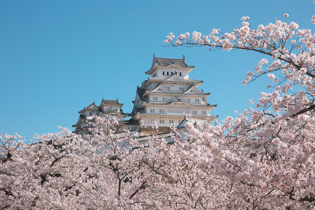 【姬路城一日遊】穿越400年的日本第一名城-遊覽古城結構大寶庫 - 第21張圖 姬路城櫻花祭景色