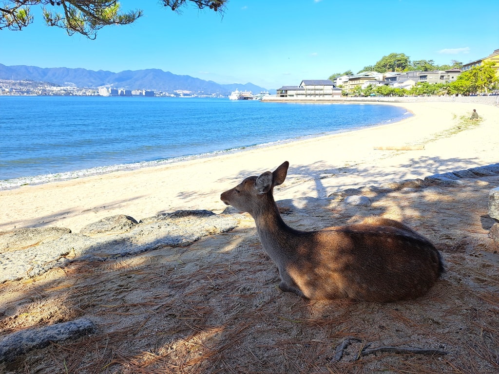 島上鹿群被視為是神使