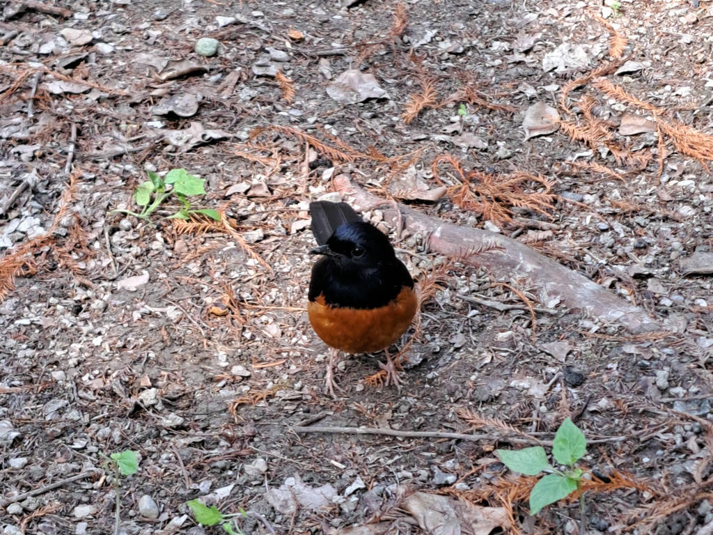 不怕人的鳥模特