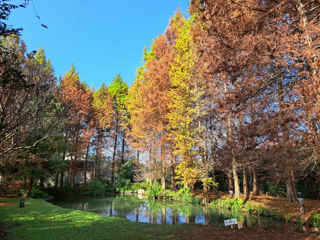 庭院水池