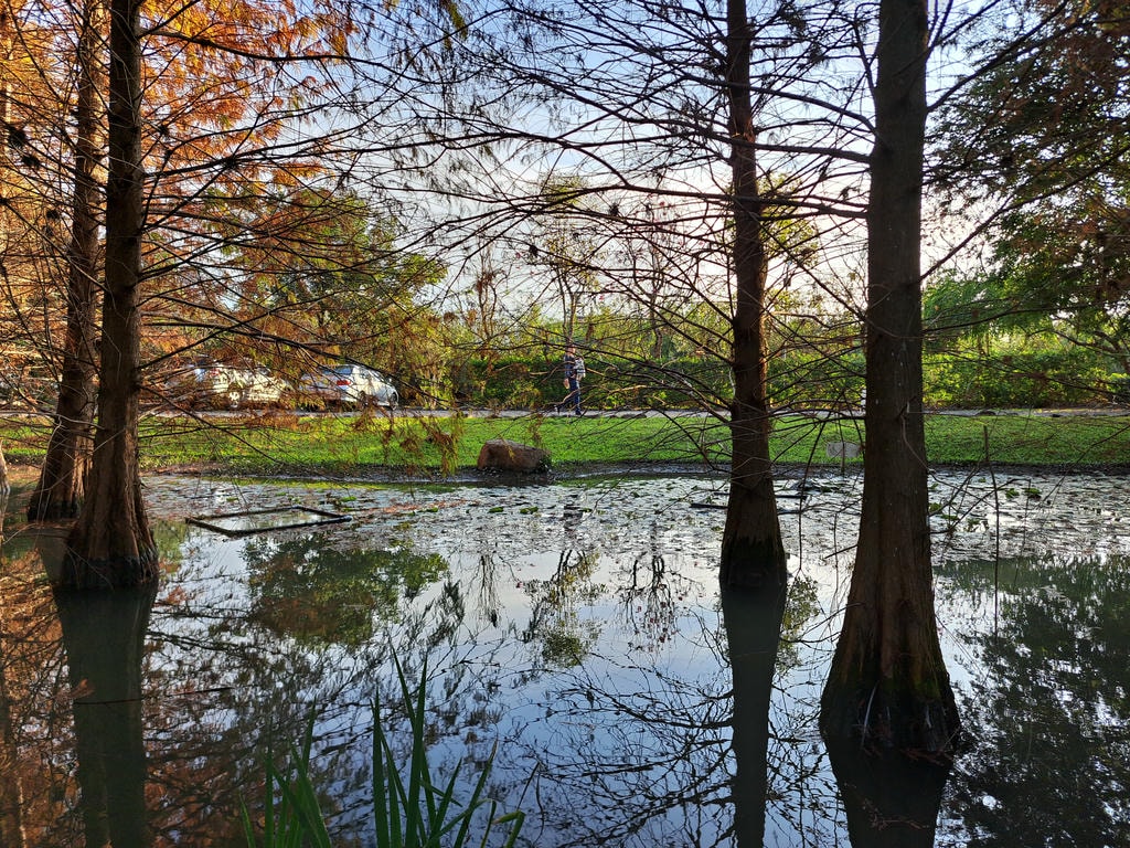 水面落羽松景色