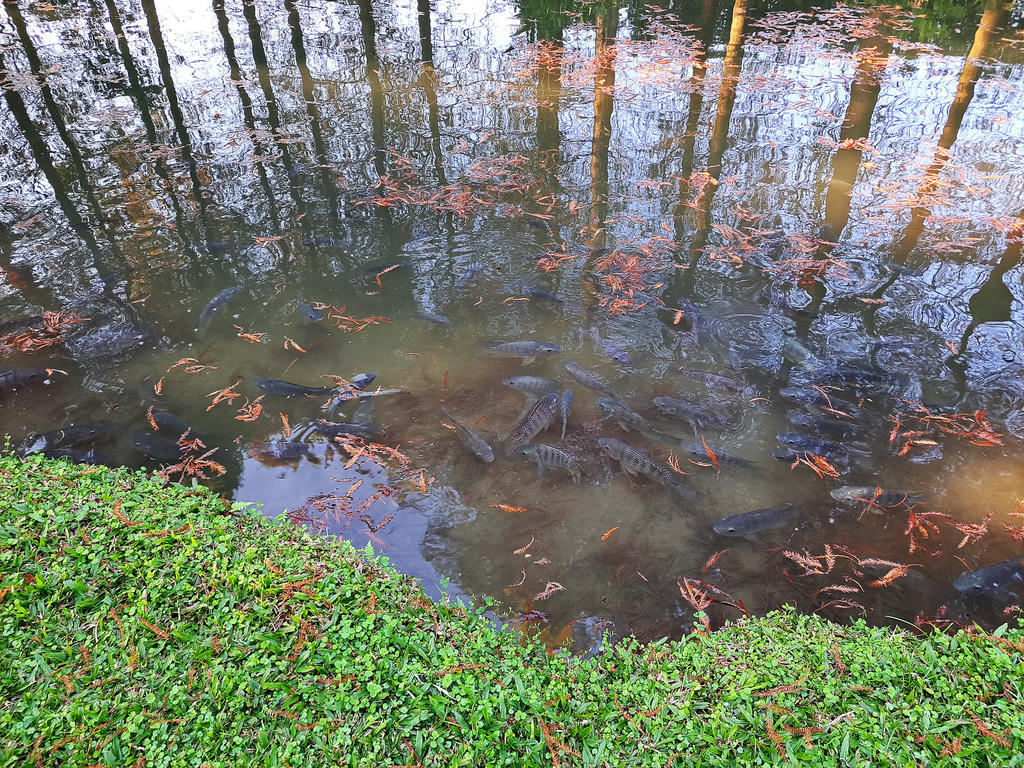 池內魚群