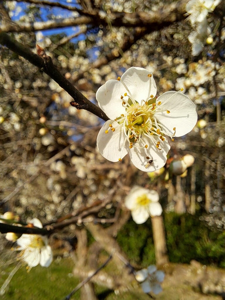 盛開的梅花