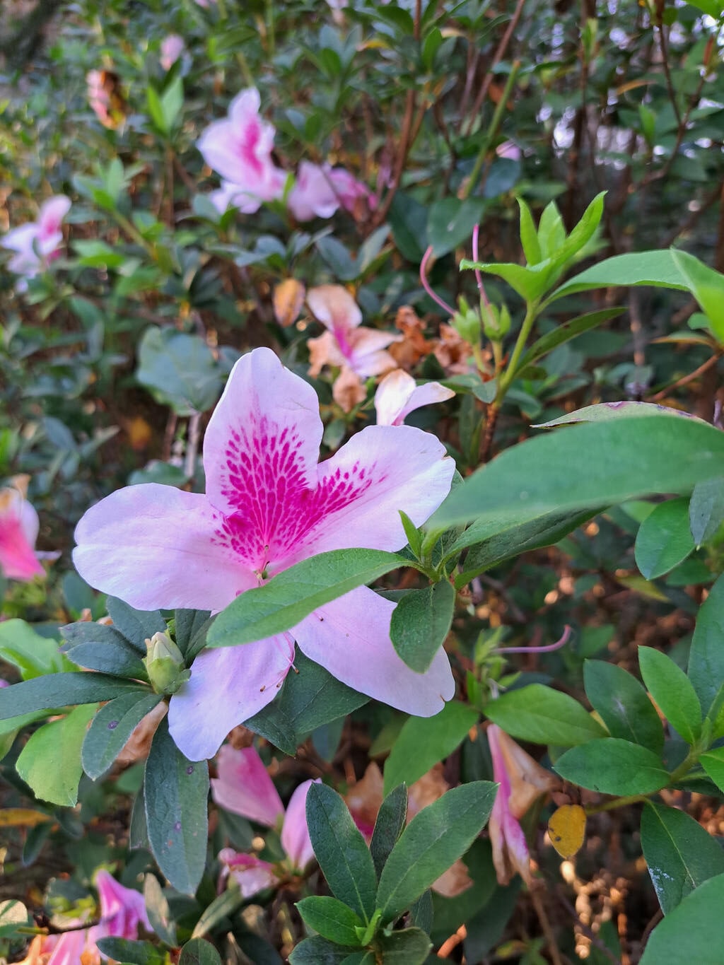 綻放的杜鵑花