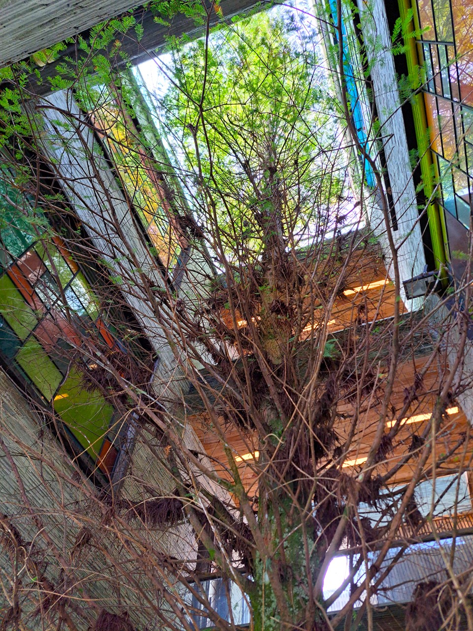 【日月潭原森林民宿】享受山林靜謐與泳池度假氛圍,親子家庭與情侶必住! - 第16張圖 貫穿民宿的大樹